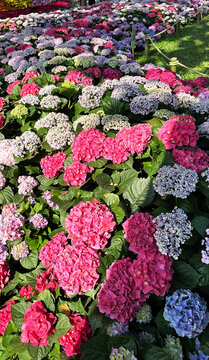 A breathtaking field of hydrangea flowers blooming in the garden