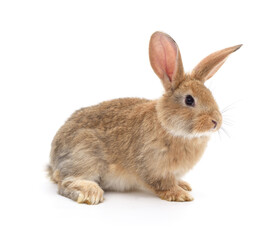 Obraz premium One red rabbit.