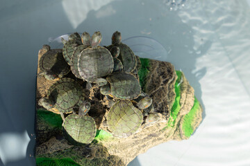 Japanese turtle, Red-eared slider - Trachemys scripta elegans. A group of freshwater green turtles...