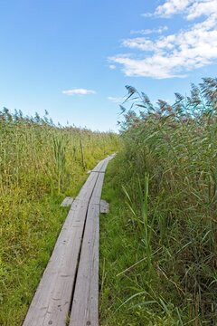 Nature trail at Pornaistenniemi with wooden duckboards in summer, Helsinki, Finland.