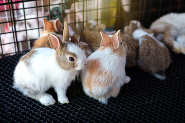 Obraz premium A group of Thai baby rabbits inside cage for sale at the pet shop market.