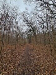 Obraz premium Naturpfad im Plänterwald in Berlin Treptow, an einem atmosphärischen, grauen Dezembertag