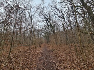 Obraz premium Naturpfad im Plänterwald in Berlin Treptow, an einem atmosphärischen, grauen Dezembertag