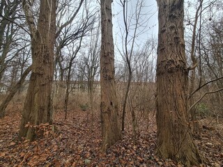 Obraz premium Bäume im Plänerwald in Berlin Treptow