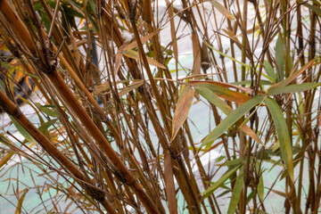 Obraz premium reed in the wind