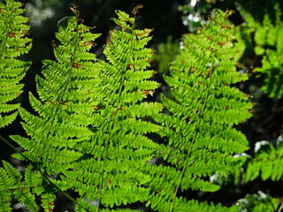 Vibrant green Lady Fern in the forest indicates healthy and robust vegetation, as well as optimal photosynthesis and thriving plant growth.