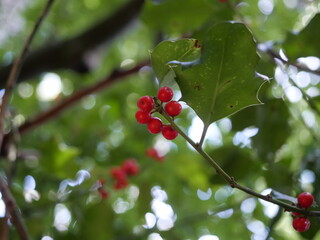 The holly berries are favored by birds and contribute to the plant's spread