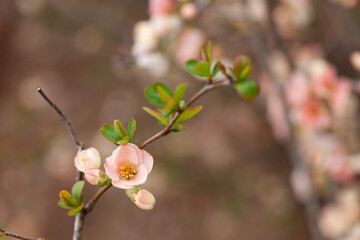 Obraz premium 春に咲く木瓜