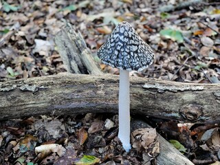 Speckled inkcaps are fungi that often grow on deadwood. The location in the Darss forest area may be significant for biodiversity and the preservation of this natural habitat.