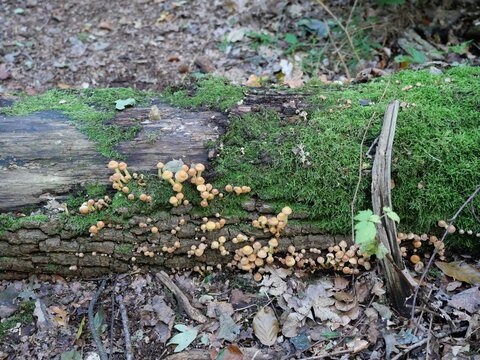 The Sulphur Tuft Mushroom (Hypholoma fasciculare) is a widespread fungus that grows on dead wood. It is a toxic mushroom and not suitable for consumption.