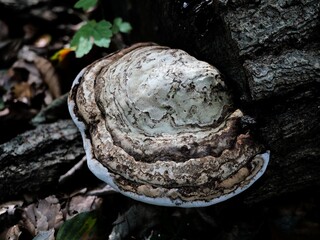 Tree fungi, such as the tinder fungus, grow on trees and have ecological and historical uses, such as the production of tinder for fire-starting and medical purposes