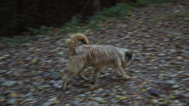 Small feral dog of mixed bread, running out of forest, happily wagging its tail. Forest road, with fallen leaves. Autumn season. Confident body language. High quality 4k footage