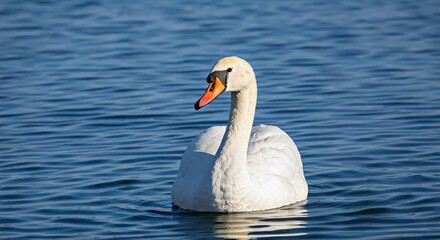 Obraz premium Swan on the water with blue water white swan.
