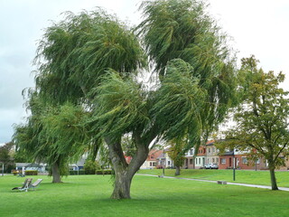 Obraz premium Willow that defies the storm. the long soft branches hanging like ropes from the main branches whip in the direction of the wind.