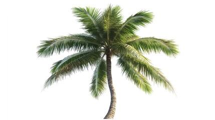 Fototapeta premium Palm tree isolated on white background, tropical symbol