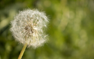 Fototapeta premium Dandelion seeds in the morning sunlight blowing away across a fresh green background