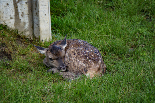 bambi
