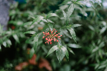 Jatropha is a genus of flowering plants in the spurge family, Euphorbiaceae