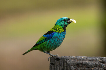 Obraz premium Birds of the Atlantic Forest - Brazil