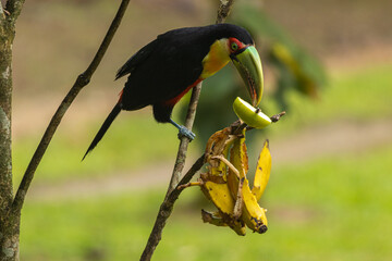 Fototapeta premium Birds of the Atlantic Forest - Brazil