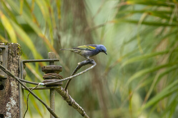 Birds of the Atlantic Forest - Brazil