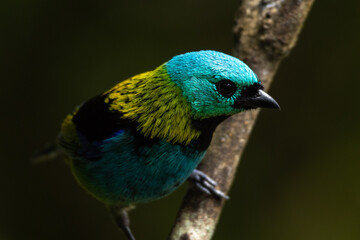 Obraz premium Birds of the Atlantic Forest - Brazil