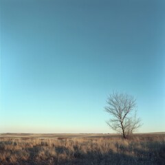 Fototapeta premium solitary tree in a vast open field under a clear sky