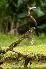 Naklejka premium Birds of the Atlantic Forest - Brazil