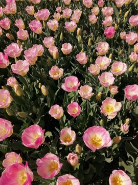 Flower bed of white/pink flowers blooming in sun