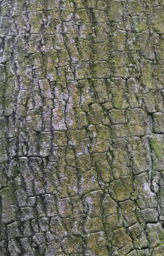 Beautiful close-up of the bark of mastichodendron foetidissimum