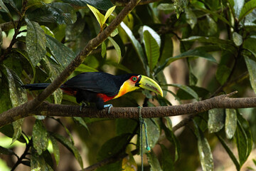 Fototapeta premium Birds of the Atlantic Forest - Brazil