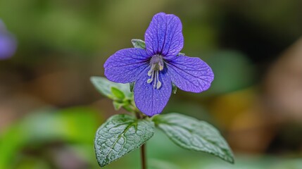 close-up of a vibrant purple flower with green leaves
