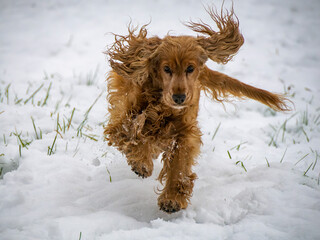 Happy cocker spaniel dog in the snow