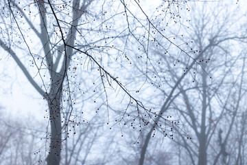 Tree branches in a foggy landscape