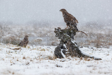 Two buzzards in the meadow during snowfall