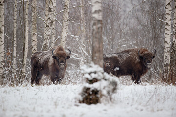 Two bisons in the winter birch forest
