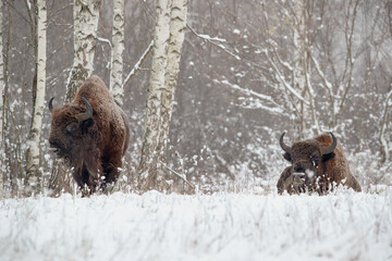 Bisons against the background of snow-covered trees
