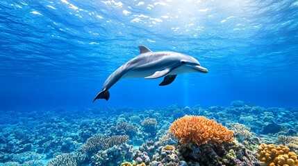 Obraz premium Swimming amidst coral reefs, a dolphin explores the lively marine ecosystem of the tropical ocean's underwater realm.