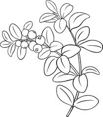 Obraz premium Lingonberry Branch with Berries and Leaves Outline llustration