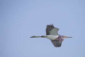 Obraz premium Tricolored heron soars by on a blue gray sky