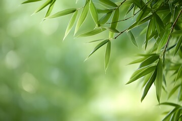Green bamboo leaves with soft blurred background, copy space