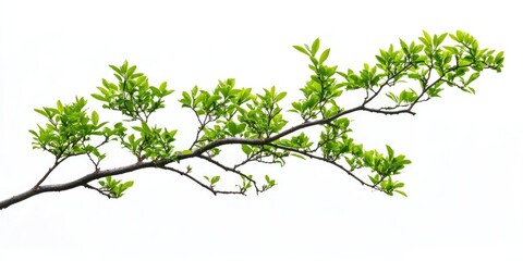 Isolated_green_tree_branch_on_a_white_background_showcasing_the_vibrant_green_color_and_natural_beauty_of_the_green_tree_branch_perfect_for_various_design_needs_and_artistic_projects