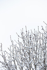 bare tree branches covered with snow on white sky background, place for your text, winter dull mood 