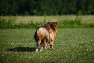 Active and energetic pets have fun outside. German and Australian Shepherd best friends, running fast through a green summer field on a sunny day, playing catch-up. Funny dogs in the park. Rear view.