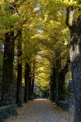 Fototapeta premium 高知城の銀杏並木 朝陽照らす （高知県 高知市）