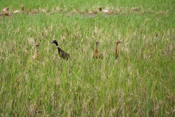 A peaceful rural scene featuring a duck in a lush green rice field. Capturing the harmony of nature and traditional farming practices, this image showcases sustainable agriculture and wildlife in a tr