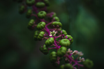Obraz premium Colorful green and purple pokeweed with small flower
