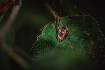 Spider crawling on leaves