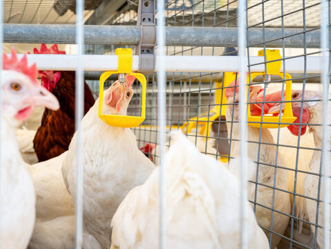 Hen drinking water in poultry cage. Drinking water system at poultry farm.