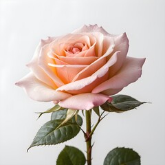 This image features a beautiful rose with soft peach and pink hues, delicate petals, and water droplets. Here&rsquo;s a fitting title for the image: